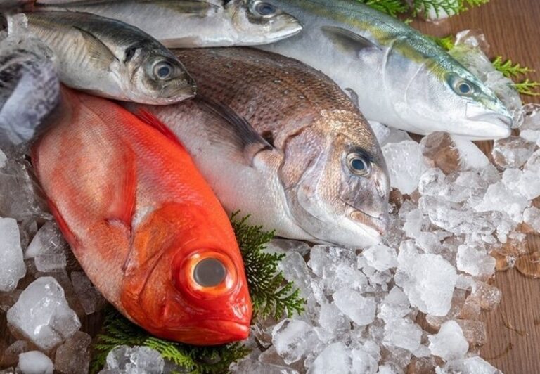 Ikan Segar Berkualitas di Depo